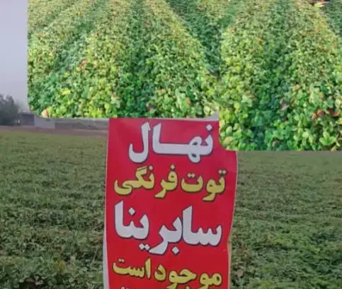کشاورزی|خدمات باغبانی و درختکاری|دلند, |دیوار