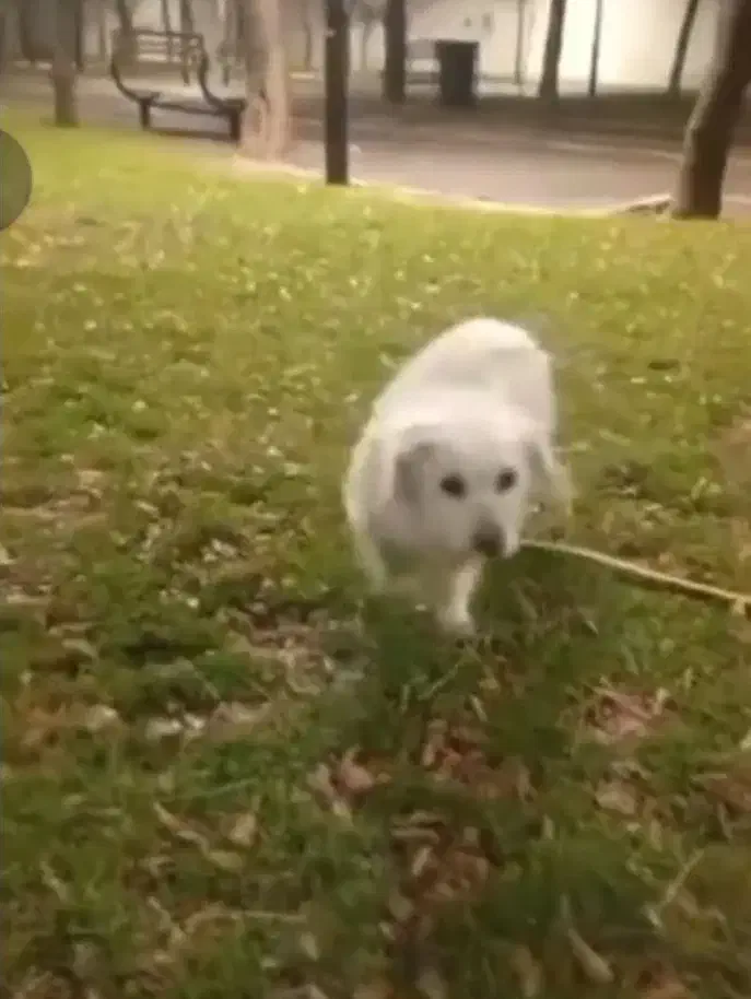 واگذاری سگ شیتزو|سگ|الوند, |دیوار