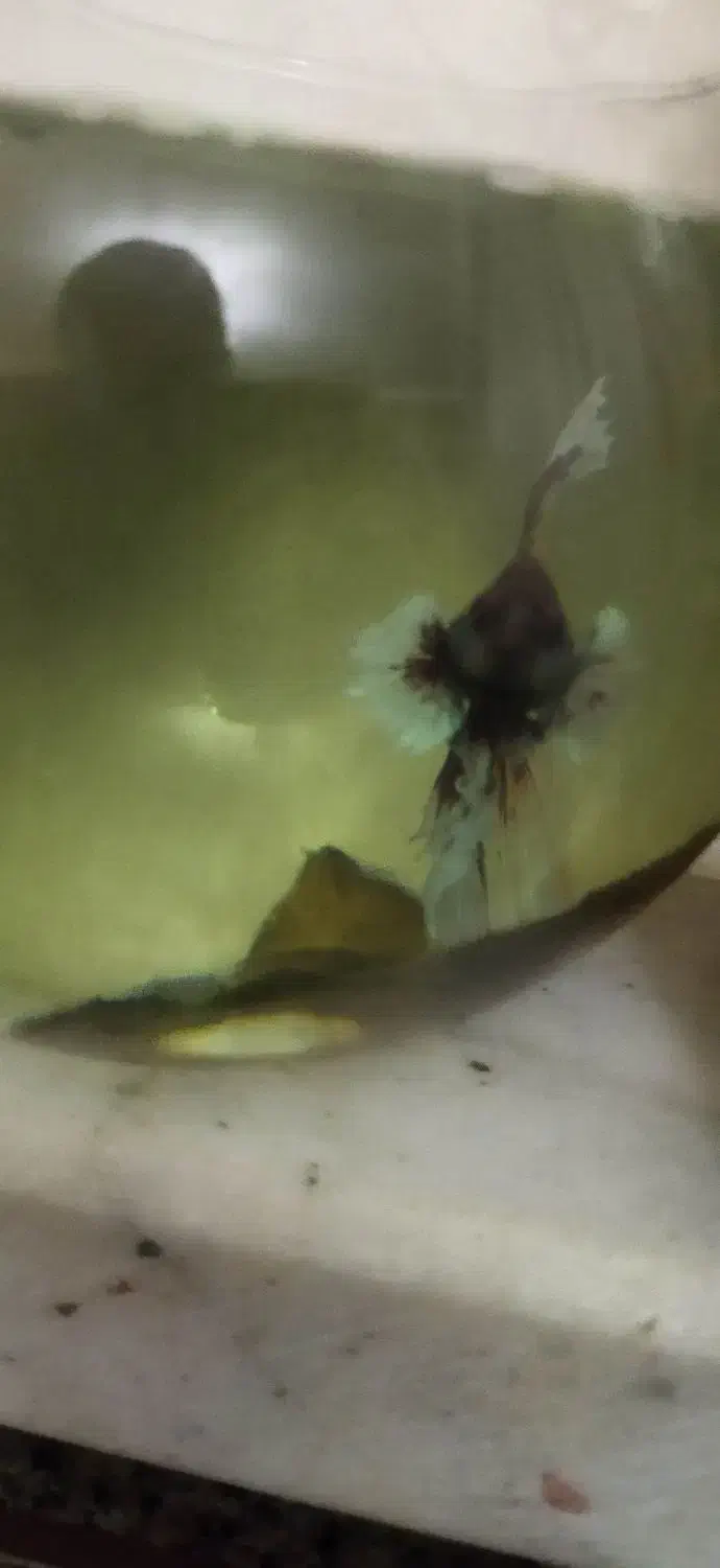 جفت فایتر بیگ ایر وارداتی|ماهی|نظرآباد, نظرآباد|دیوار