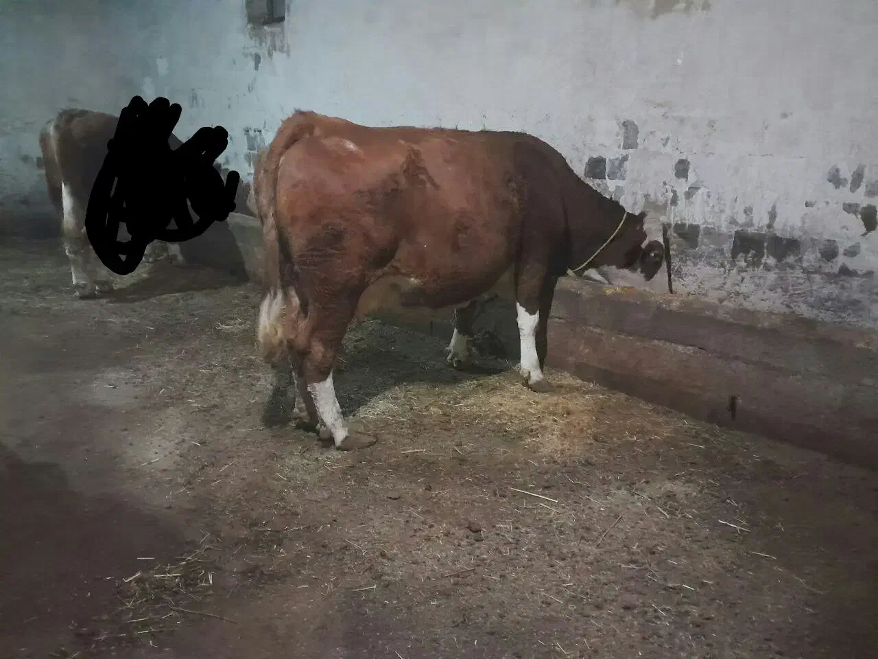 گاو سیمتال آبستن سنگین نمونه از هر لحاظ|حیوانات مزرعه|نقده, |دیوار