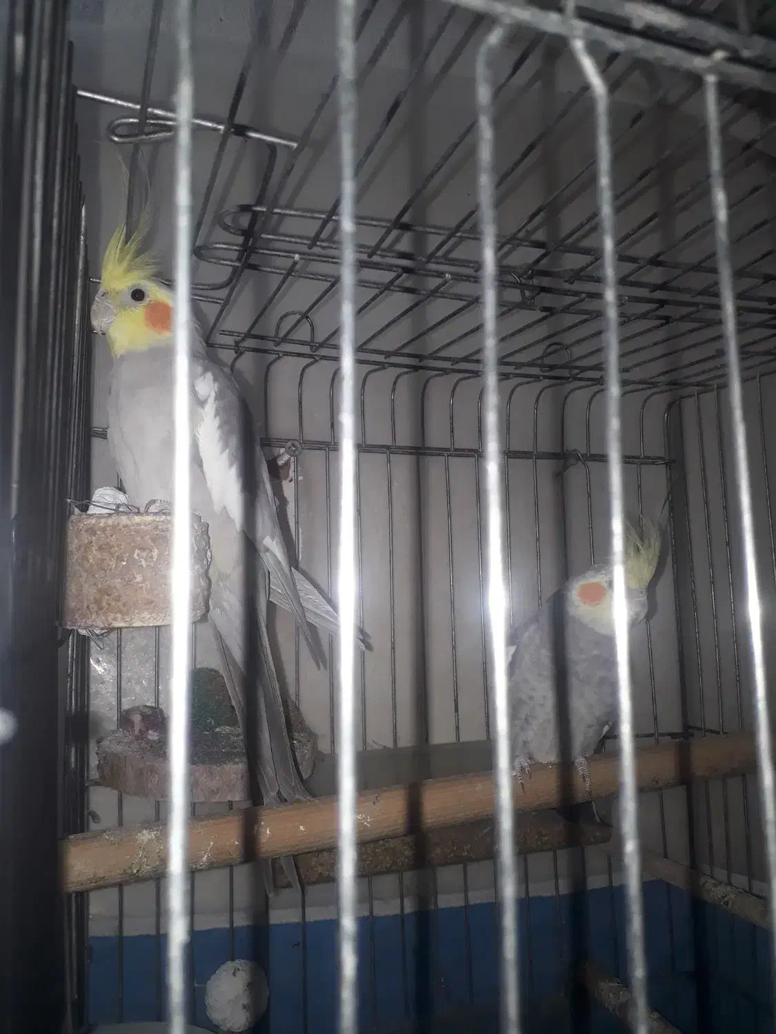 فروش دو عدد عروس نر|پرنده|دوگنبدان, |دیوار