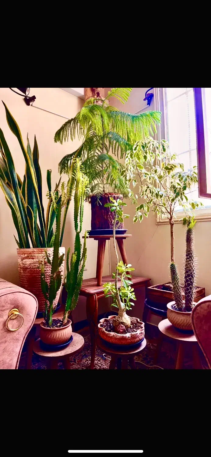 گیاه|گل و گیاه طبیعی|قم, انسجام|دیوار