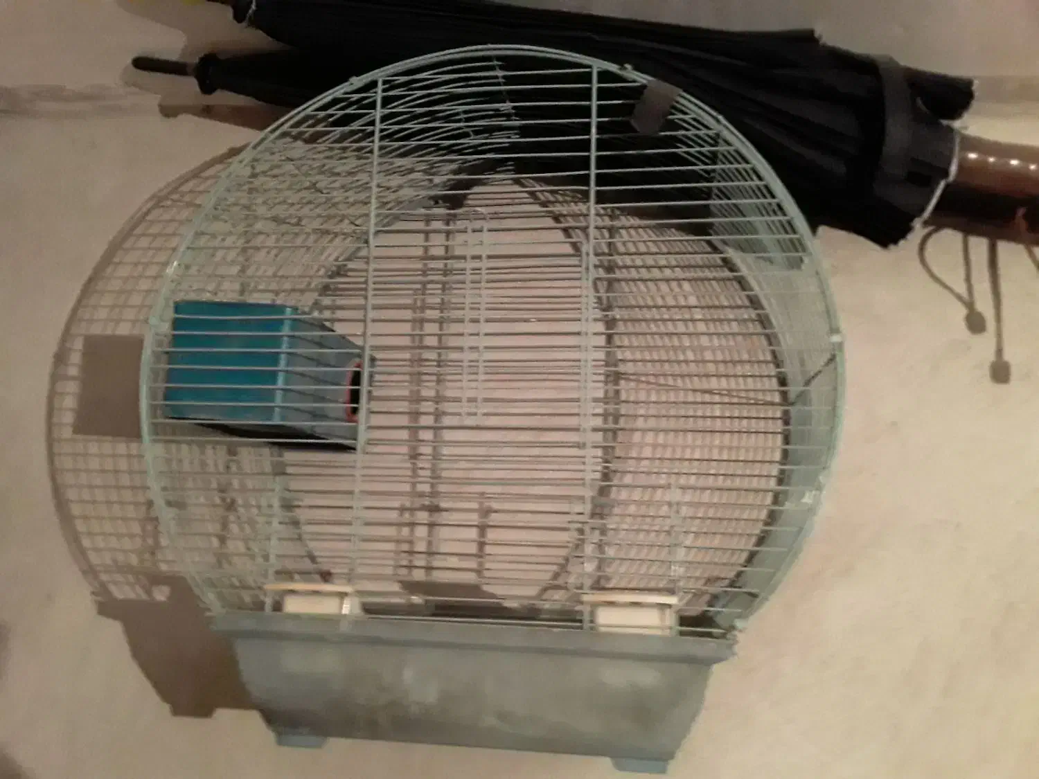 قفس معاوضه با سهره|لوازم جانبی حیوانات|کوهدشت, |دیوار