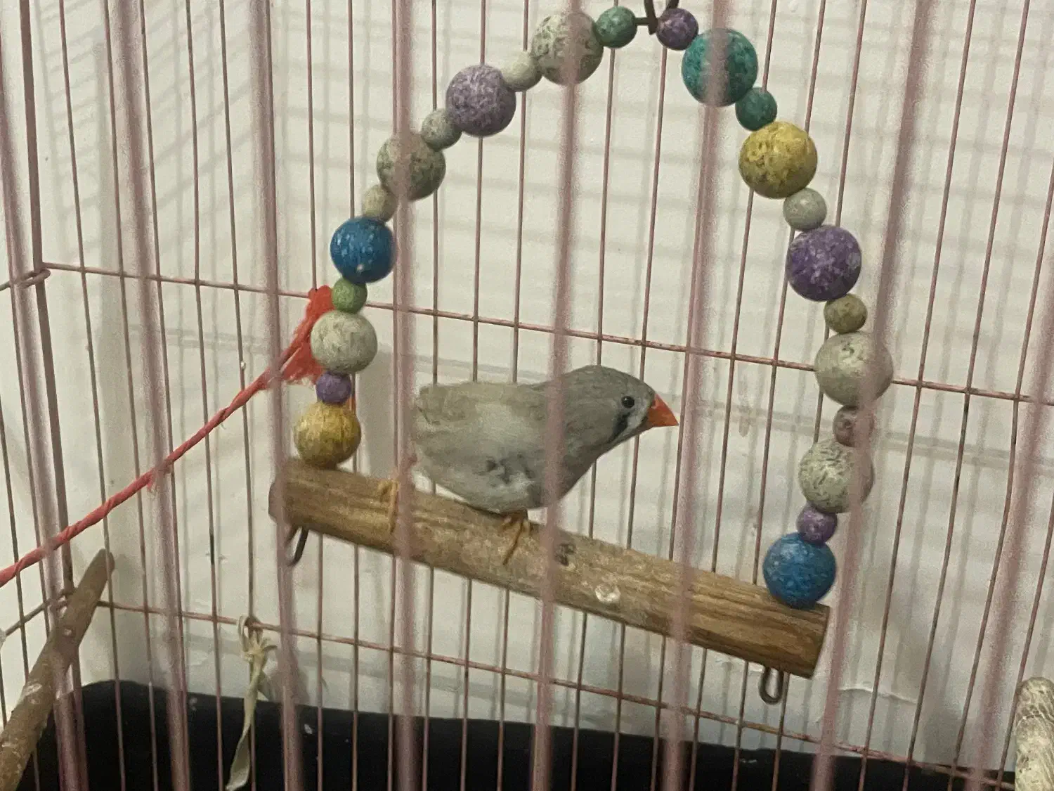 فنچ|پرنده|بندرعباس, |دیوار