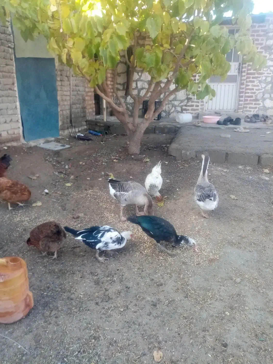 خروس، غاز و اردک روسی|حیوانات مزرعه|انزل, |دیوار