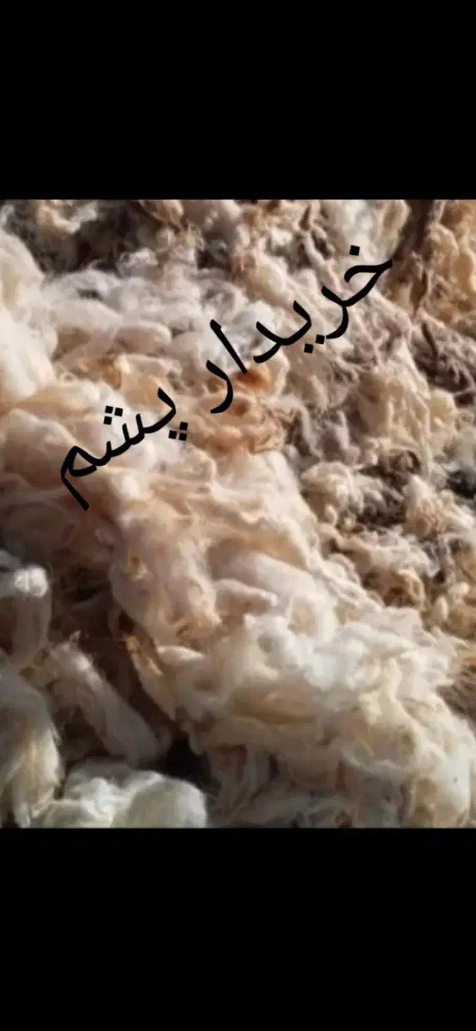 پشم گوسفندی|رختخواب، بالش، پتو|سلماس, |دیوار