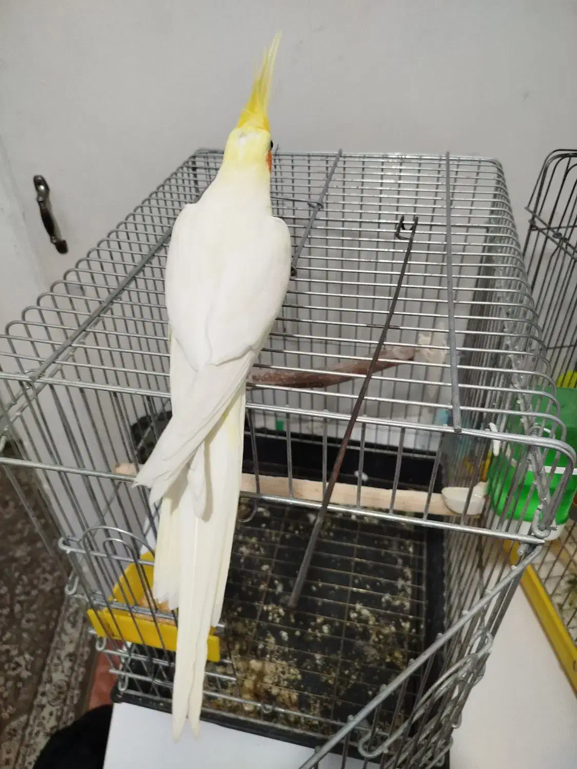 عروس هلندی نر لوتینو سخنگو|پرنده|فردیس, فردیس|دیوار