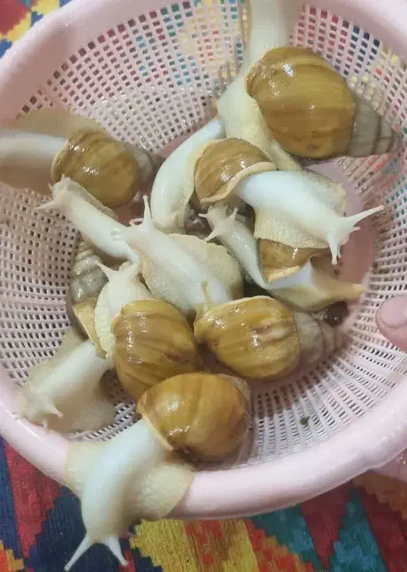 حلزون|خزنده|زابل, |دیوار