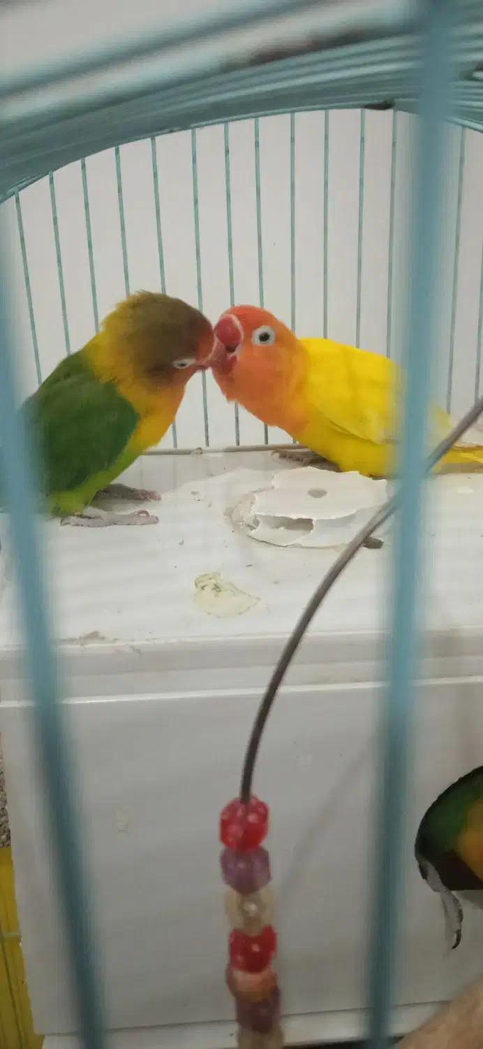 کاملا اهلی|پرنده|ارومیه, |دیوار