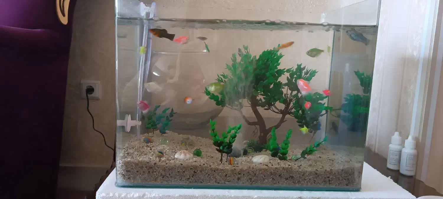 اکواریوم|ماهی|هشتگرد, شهرک ایران خودرو|دیوار