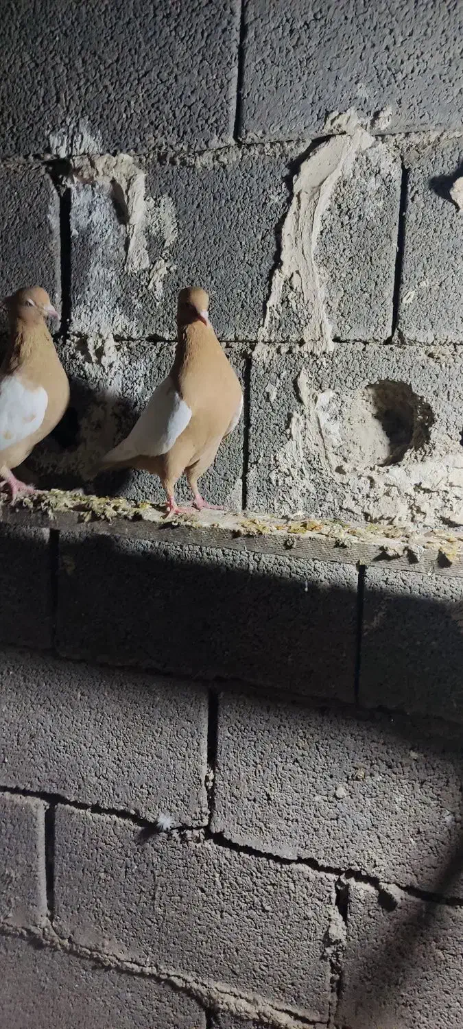 کفتر سینه زرد پرتقالی|پرنده|کازرون, |دیوار