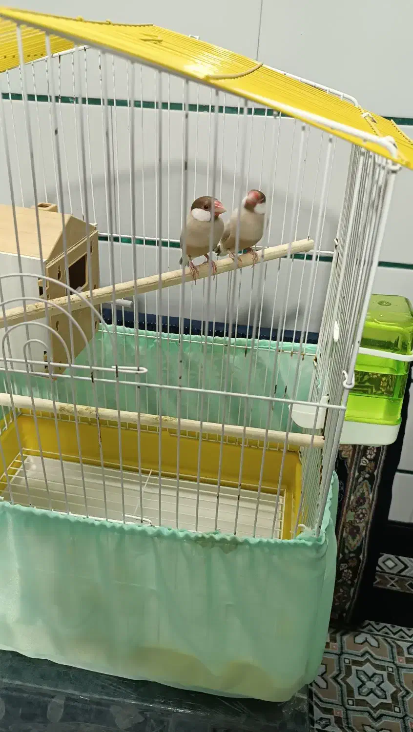 یک جفت فنچ نرگسی نسکافه ایی|پرنده|سمنان, |دیوار