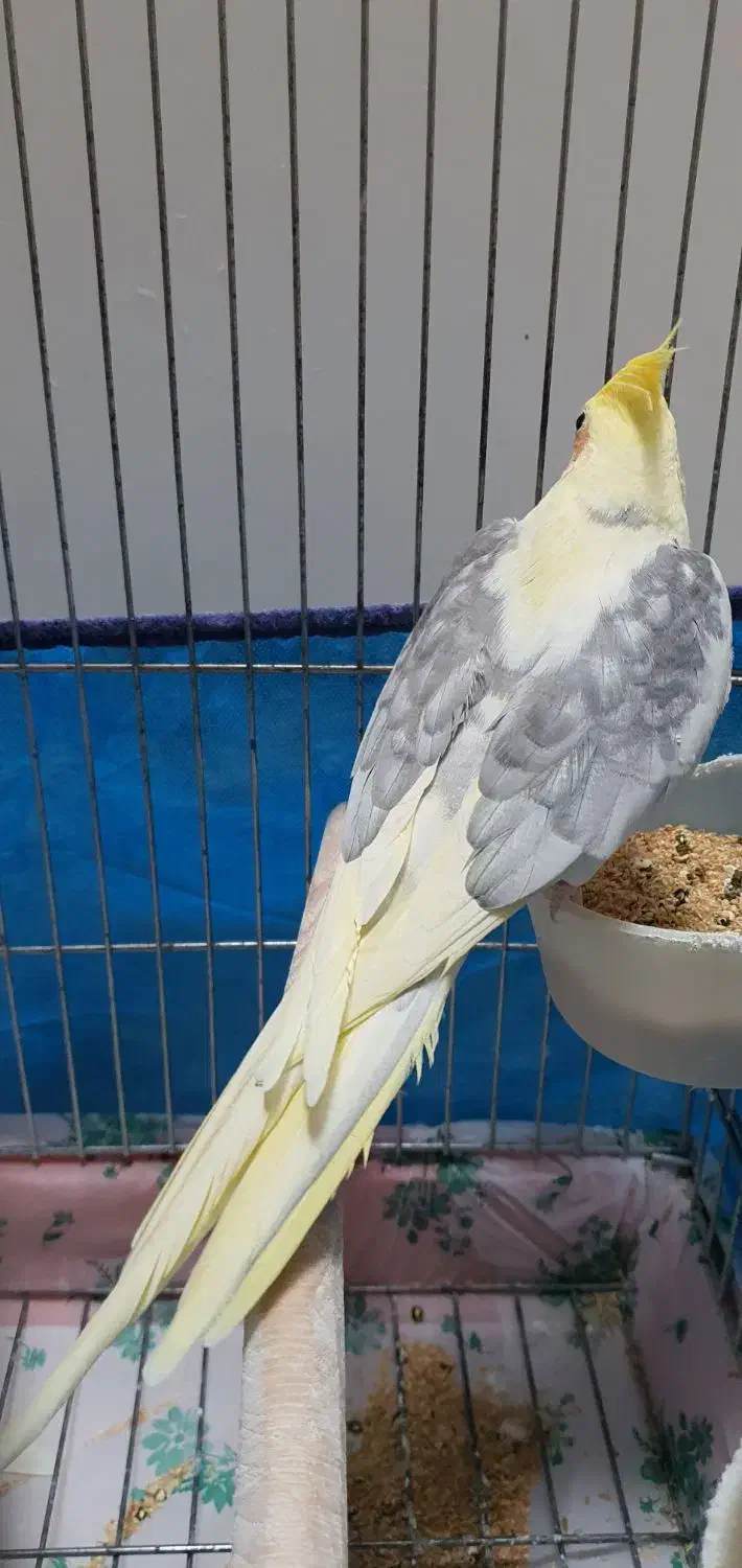 عروس هلندی نر مست|پرنده|بروجرد, |دیوار