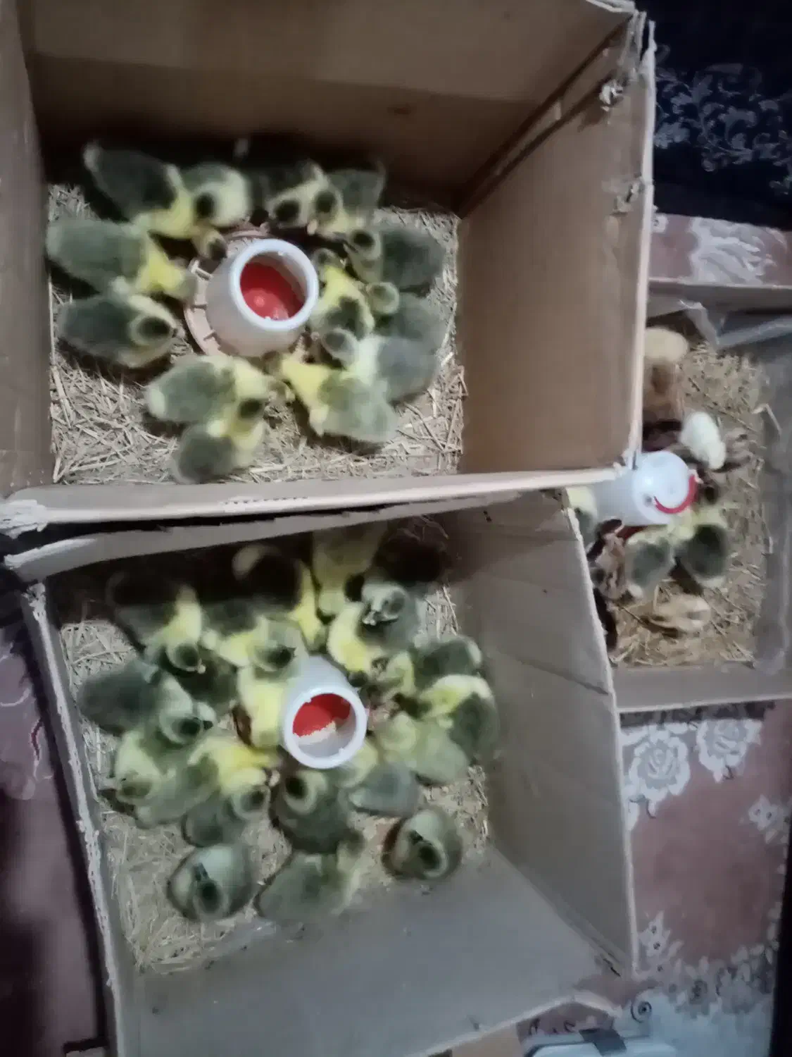 فروش جوجه غاز 7الی 10 روزه، وتخم غاز و. ‌.. شریکی|حیوانات مزرعه|قائم‌شهر, |دیوار