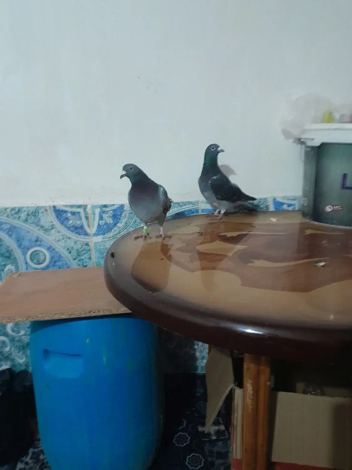 کبوتر رنگی ریش و مسافتی اهوازی چاپی وانروی اردن|پرنده|گرگان, |دیوار