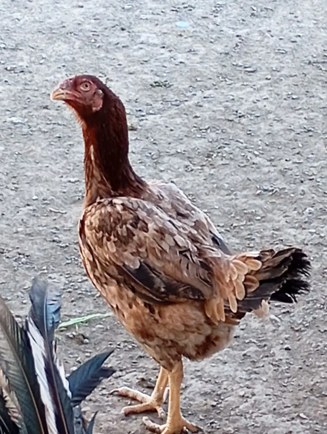 تخم مرغ نطفه دارلاری|حیوانات مزرعه|رباط‌کریم, شترخوار|دیوار