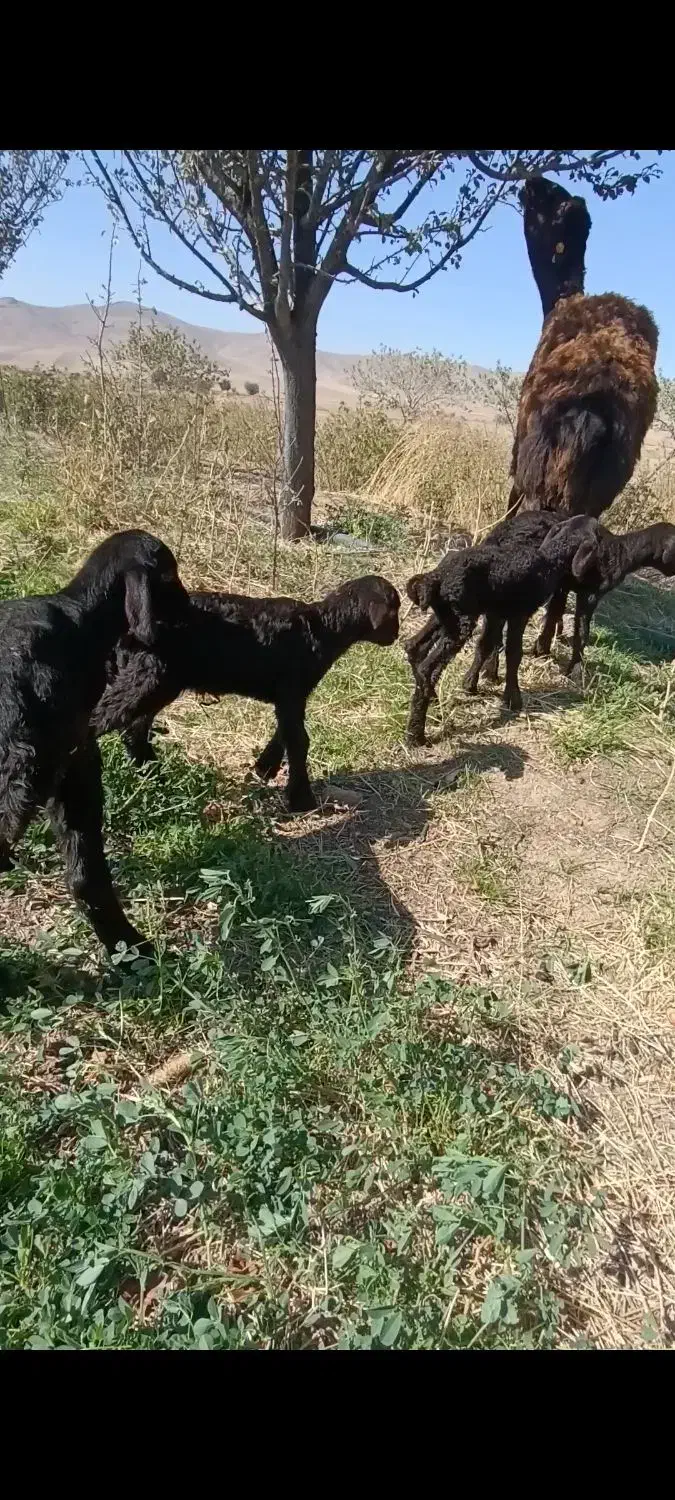 میش هترو|حیوانات مزرعه|ملایر, |دیوار