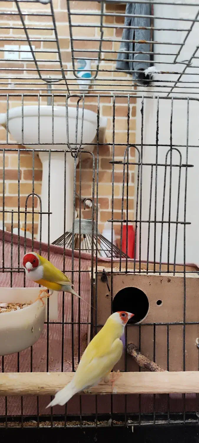 جفت فنچ گلدین|پرنده|باوی, |دیوار