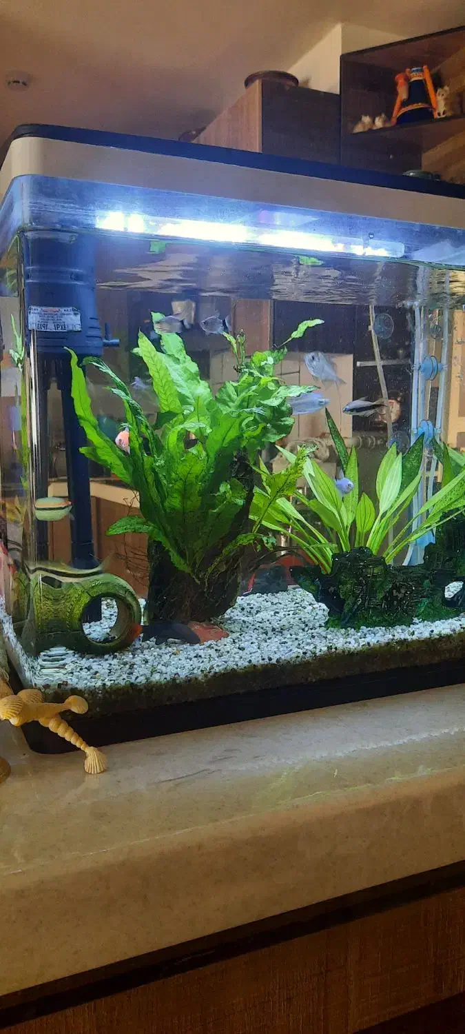 آکواریوم|ماهی|صدرا-فارس, فاز ۱|دیوار