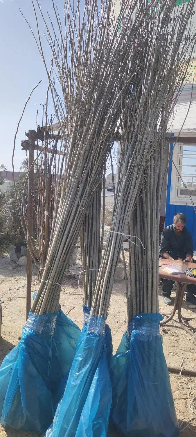 نهال صنوبر استاندارد نهالستانی آماده ارسال|خدمات باغبانی و درختکاری|آمل, |دیوار