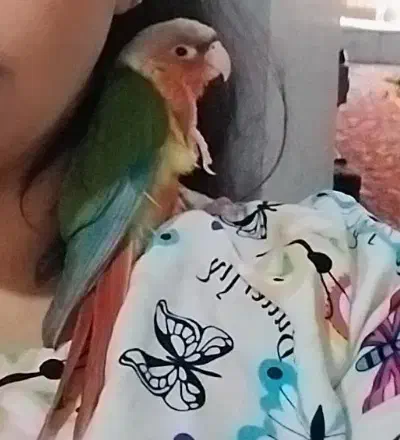 گمشده طوطی گرینچیک|حیوانات|فسا, |دیوار