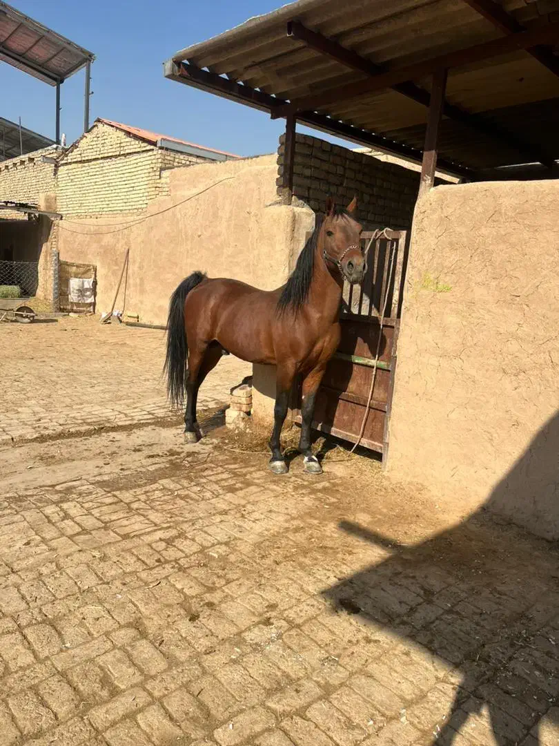 اسب . نریان و مادیان|اسب و تجهیزات اسب‌سواری|جوادآباد, |دیوار