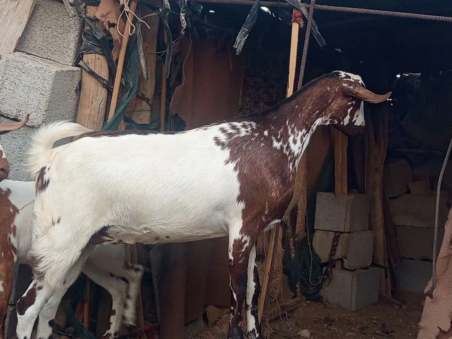 بز نزار وکرنر|حیوانات مزرعه|فین, |دیوار