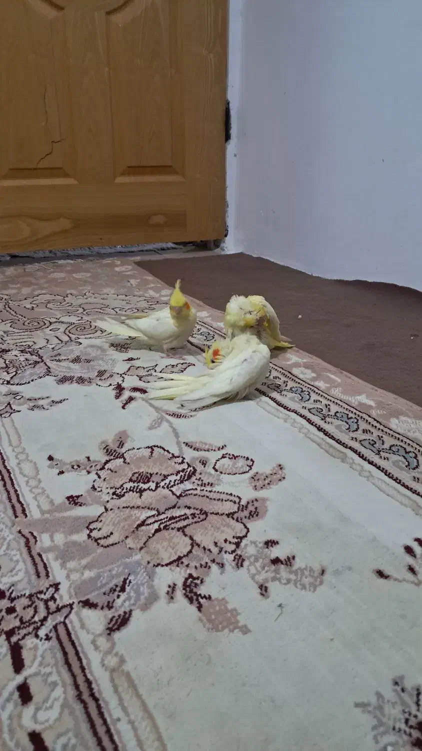 عروس هلندی با جوجه|پرنده|آشخانه, |دیوار