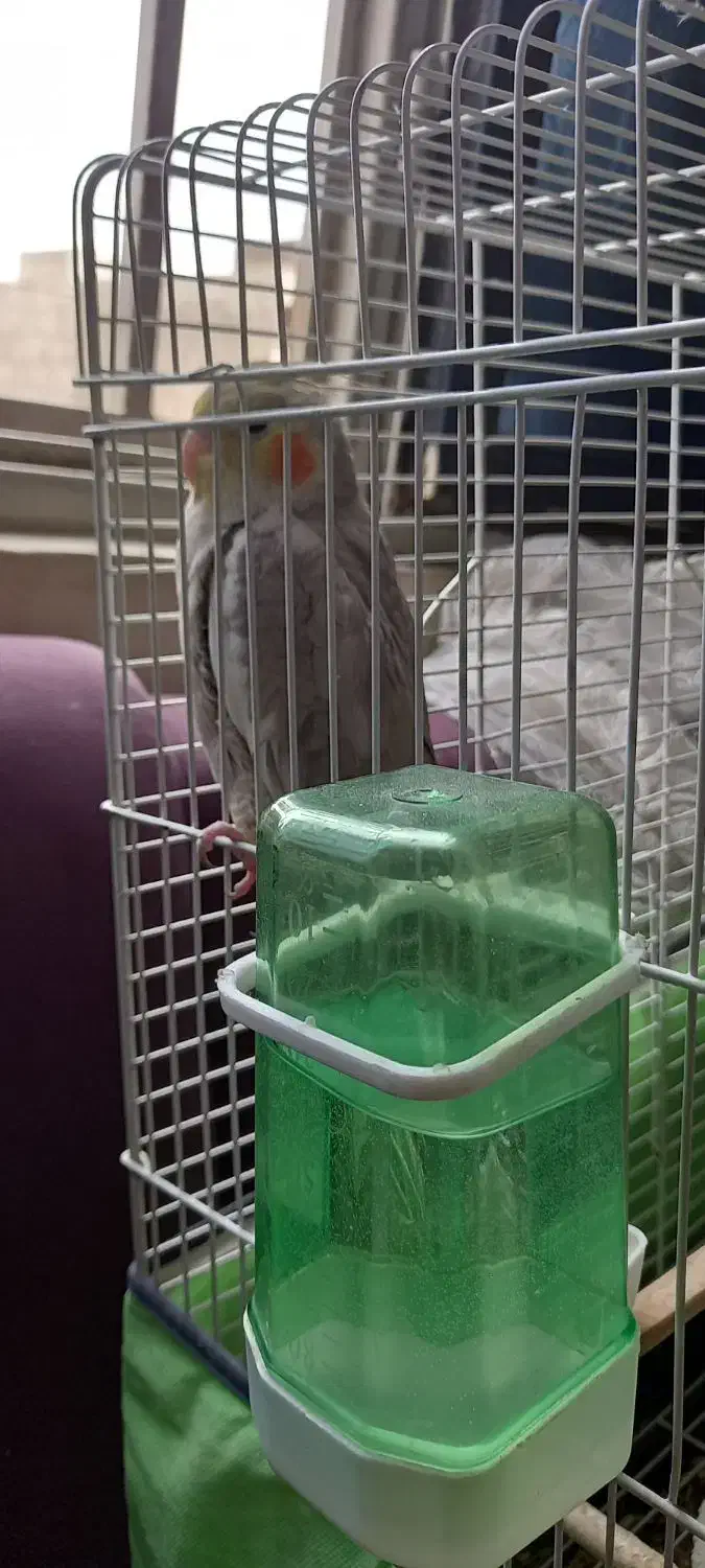 عروس هلندی ماده|پرنده|فردیس, ثابتی|دیوار