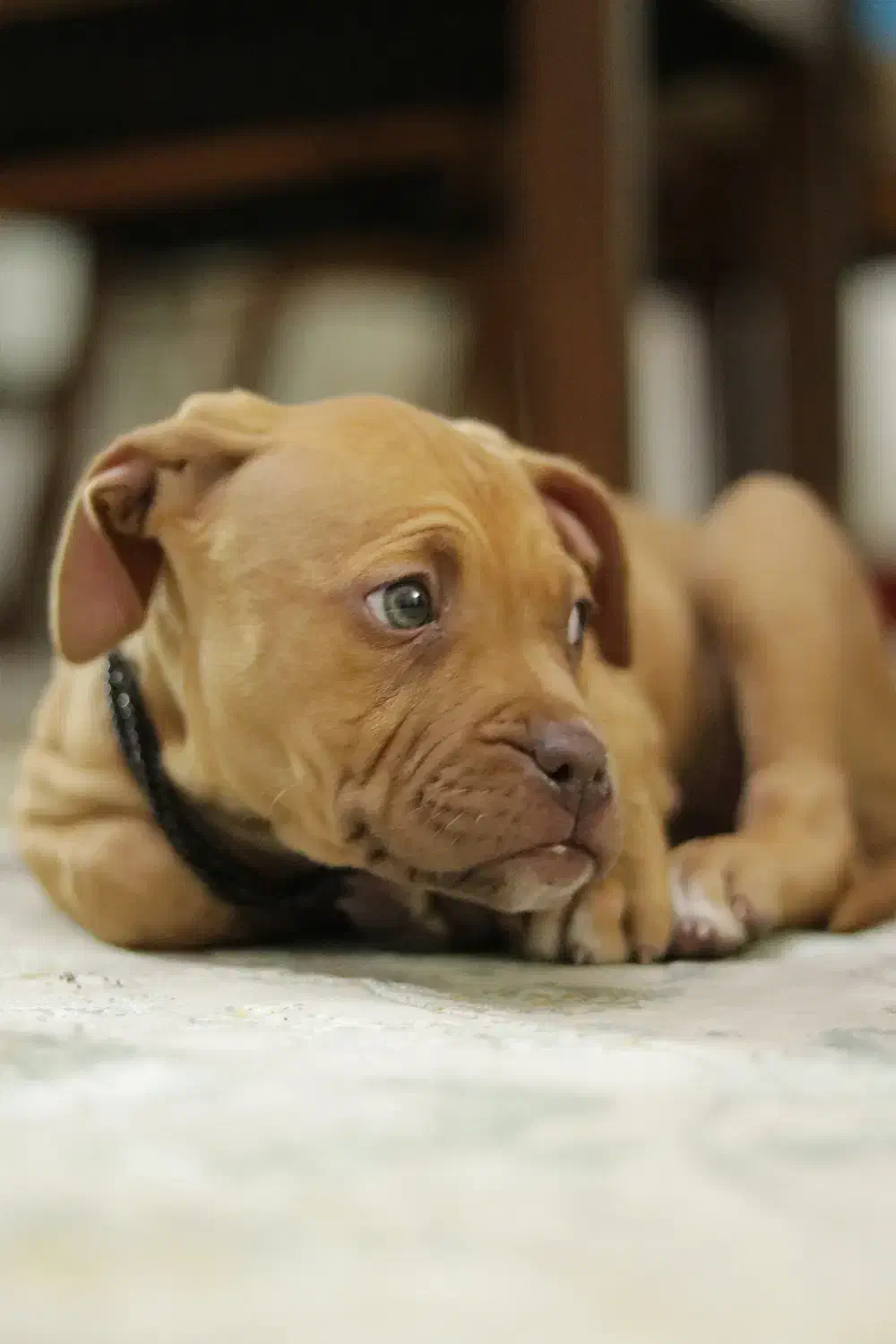 سگ گمشده|حیوانات|کرمان, |دیوار