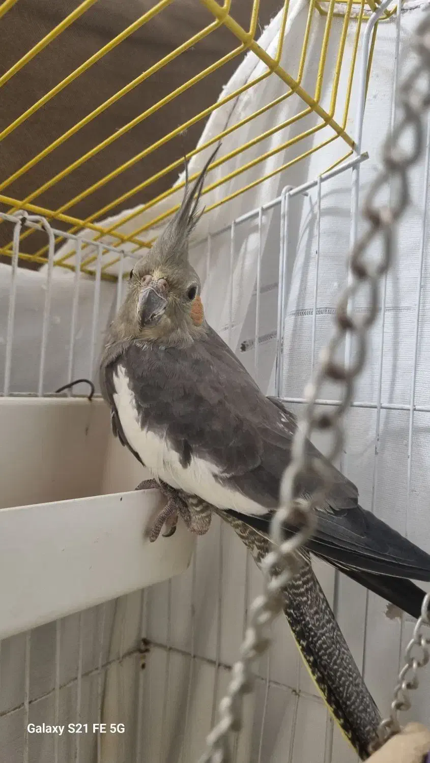 عروس هلندی ۱ساله نیم|پرنده|چالوس, |دیوار