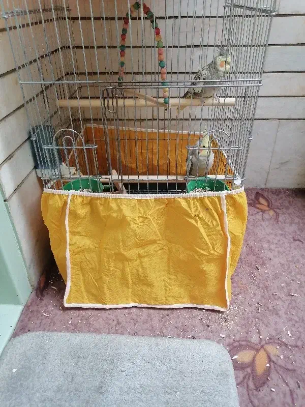 5000000|پرنده|اصفهان, ارداجی|دیوار