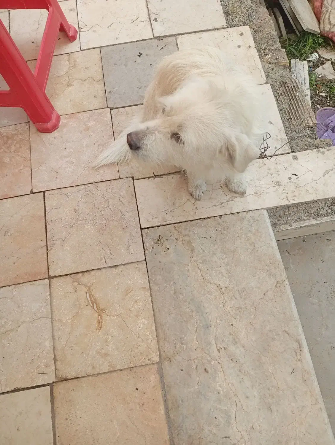 سگ سفید|سگ|آستانه اشرفیه, |دیوار