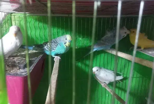 مرغ عشق|پرنده|شیروان (خراسان), |دیوار