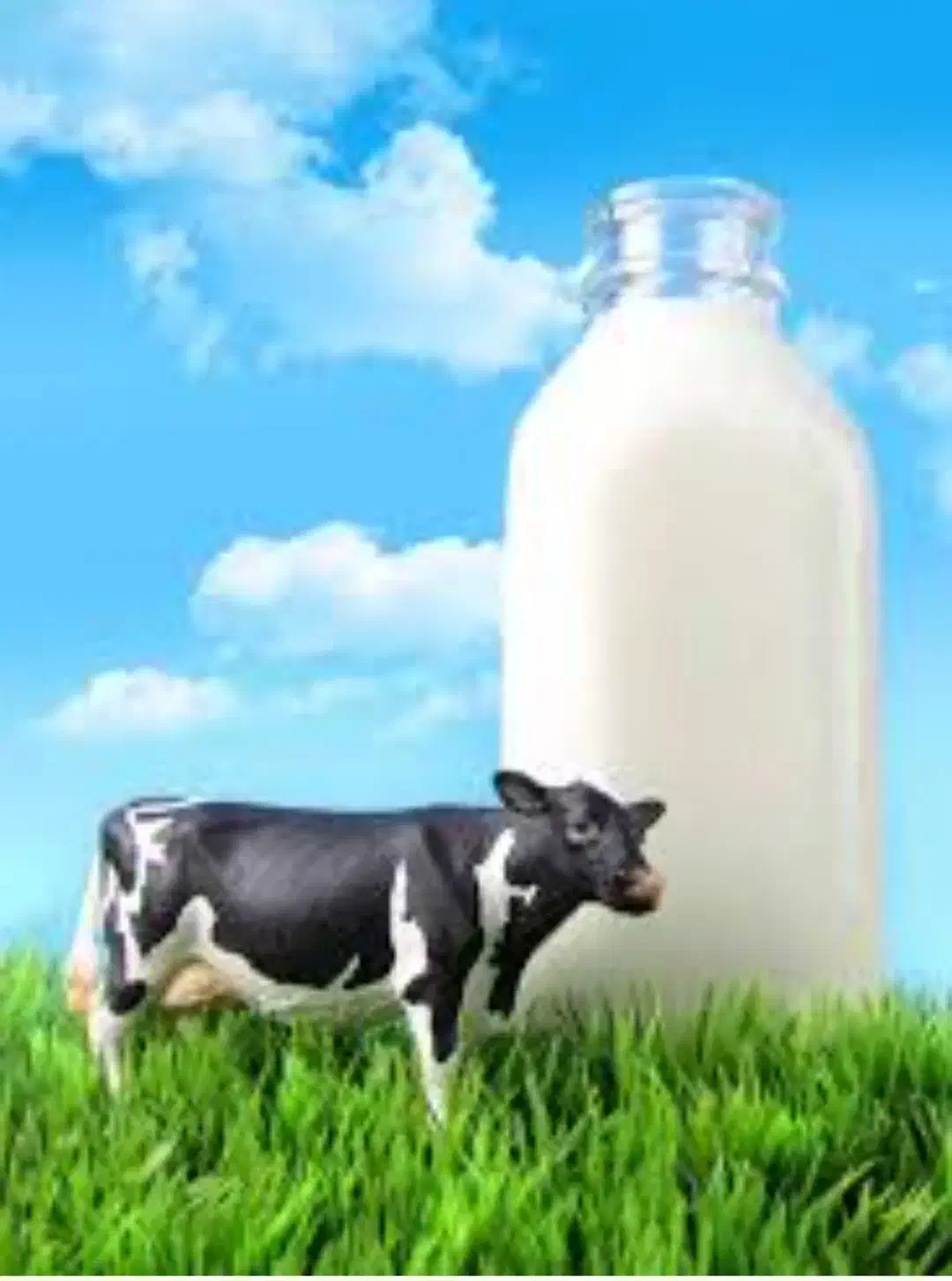 ماست محلی وشیر گاو|خوردنی و آشامیدنی|هشتگرد, هشتگرد قدیم|دیوار