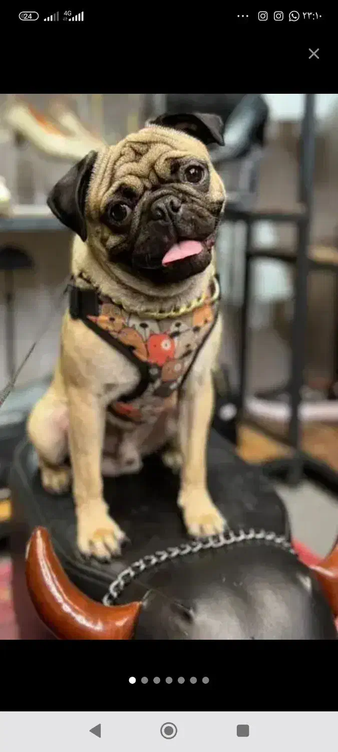 سگ پاگ|سگ|کرمان, |دیوار