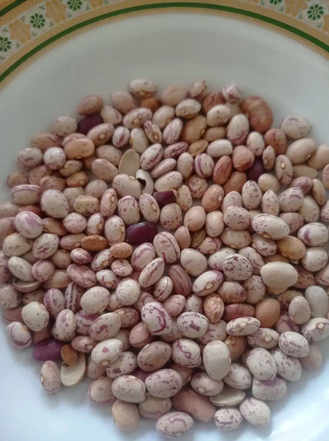 فروشی فوری لپه ی لوبیا برای تمامی مصرف کننده گان|عمدهفروشی|شیراز, شهرک ترکان|دیوار