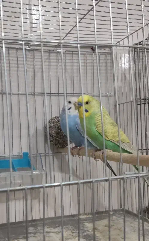 مرغ عشق رنگ خاص با جوجه|پرنده|قزوین, |دیوار