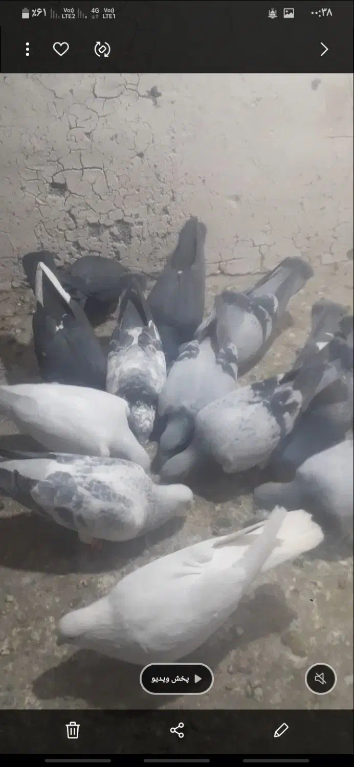 بله نر سوراخ|پرنده|چترود, |دیوار