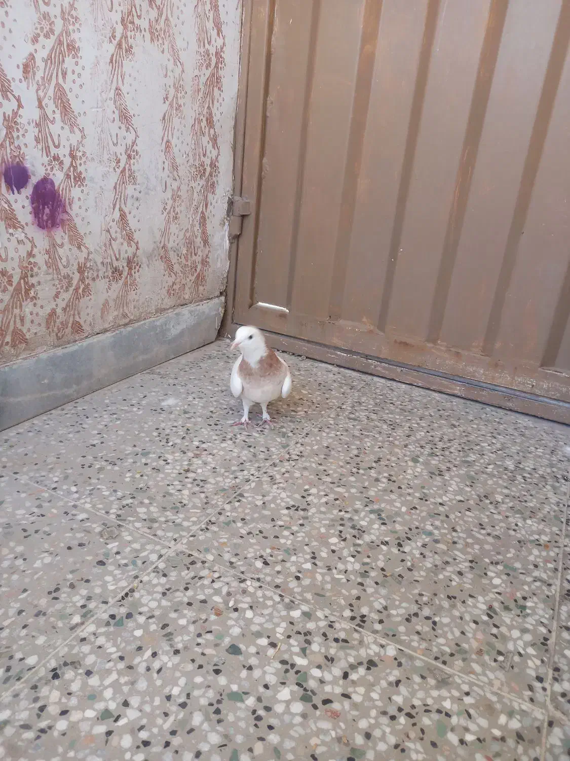 ماده طوق زرد|پرنده|کرمان, |دیوار