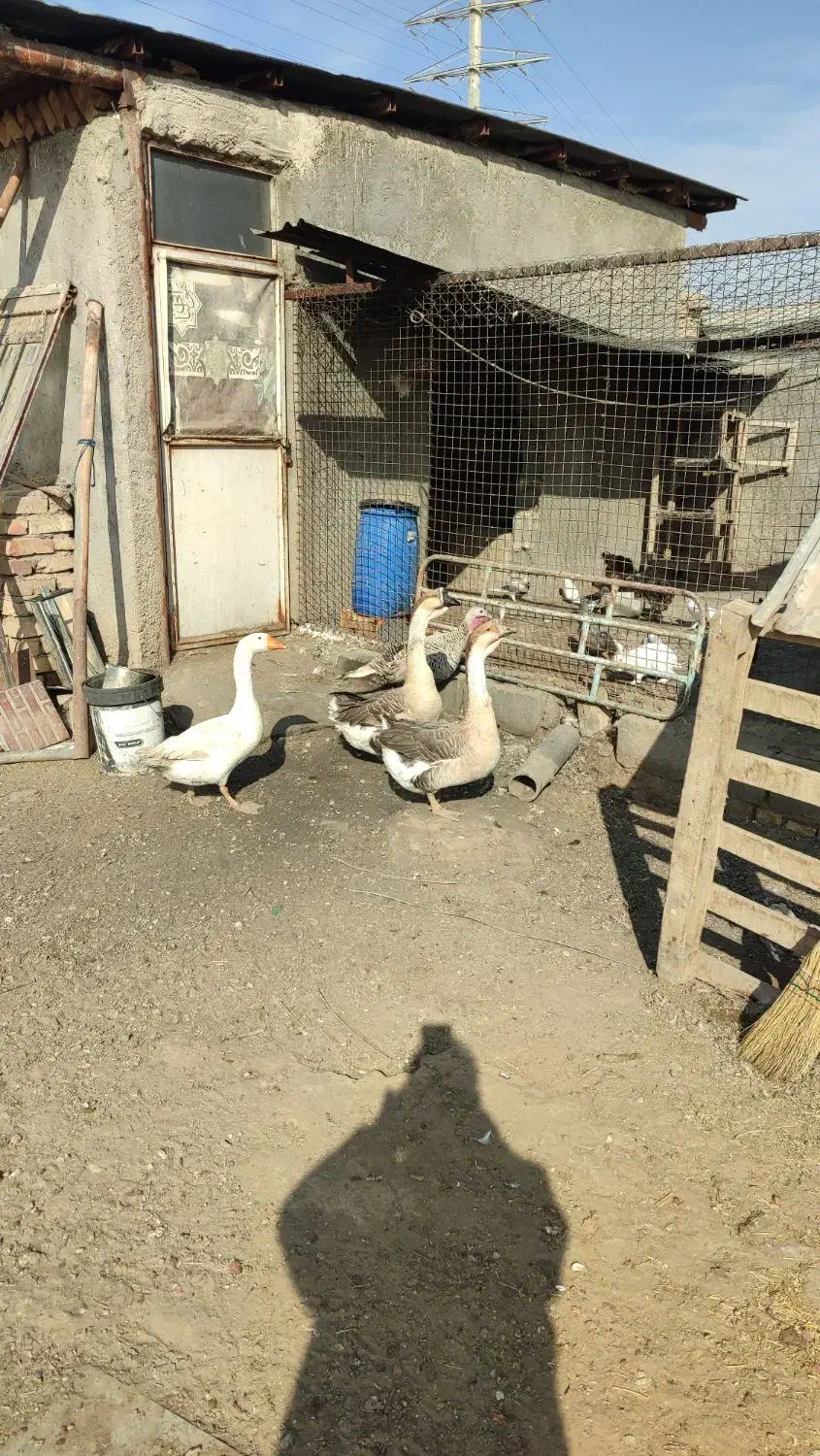 قو غاز اکراینی و آفریقایی فروشی|حیوانات مزرعه|آران و بیدگل, |دیوار