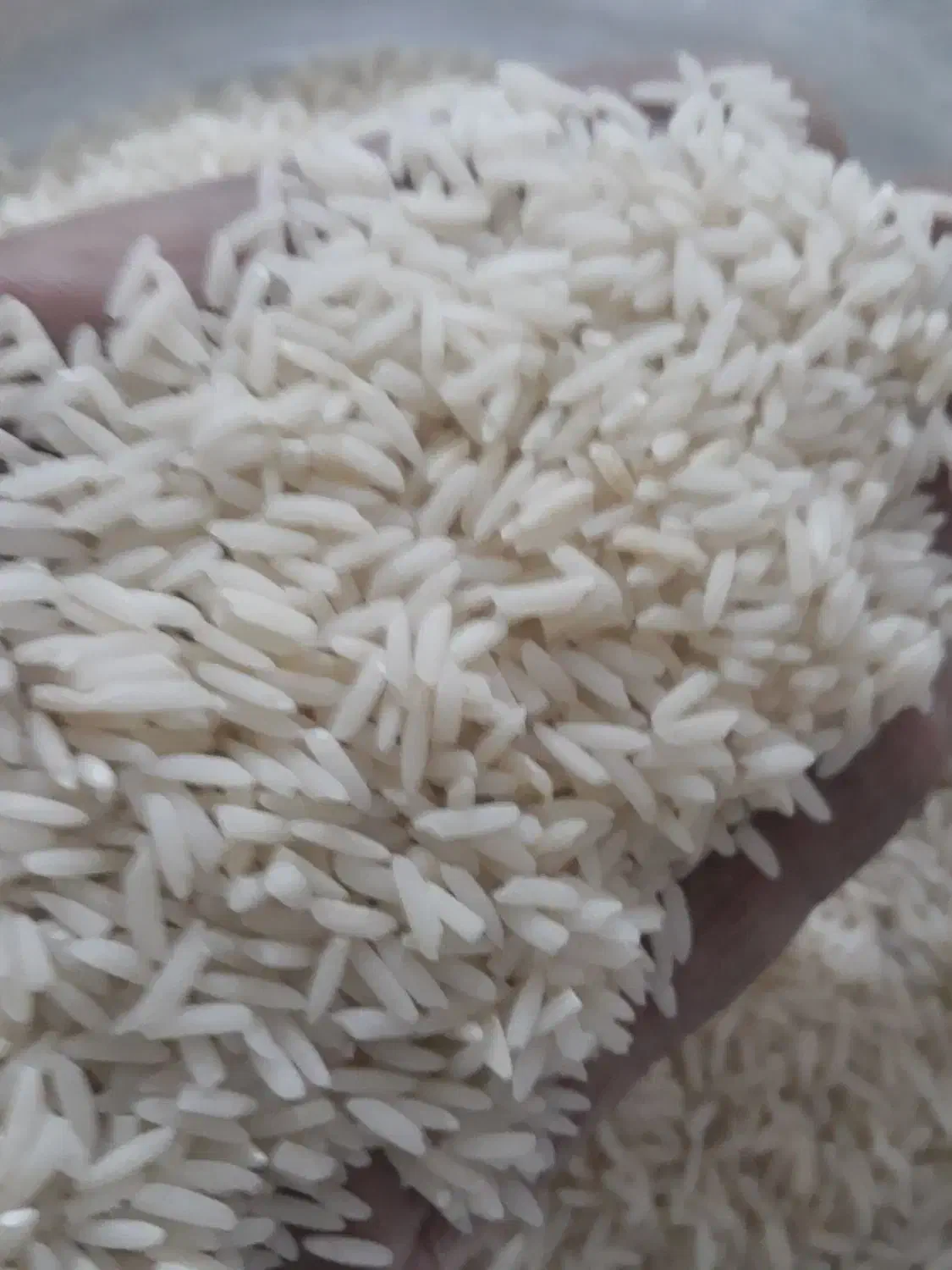 برنج نیم دانه برنجم دارم|خوردنی و آشامیدنی|اسلامشهر, شهرک واوان|دیوار