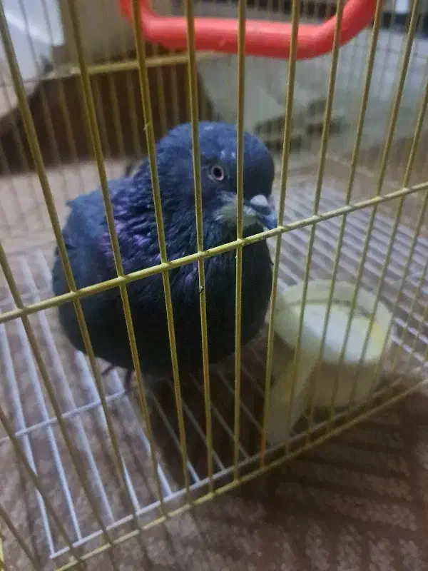 کبوتر زیبا|پرنده|اصفهان, فردوان|دیوار