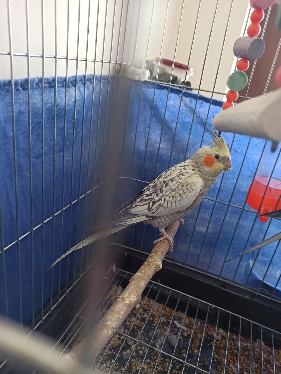 عروس هلندی|پرنده|کرمانشاه, |دیوار