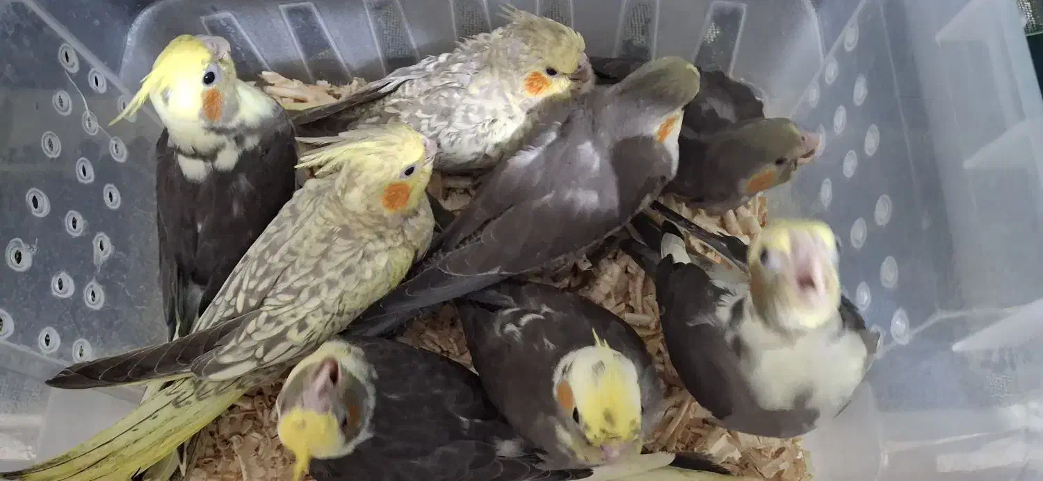 جوجه سرلاکی نرم خور عروس هلندی|پرنده|ساری, |دیوار