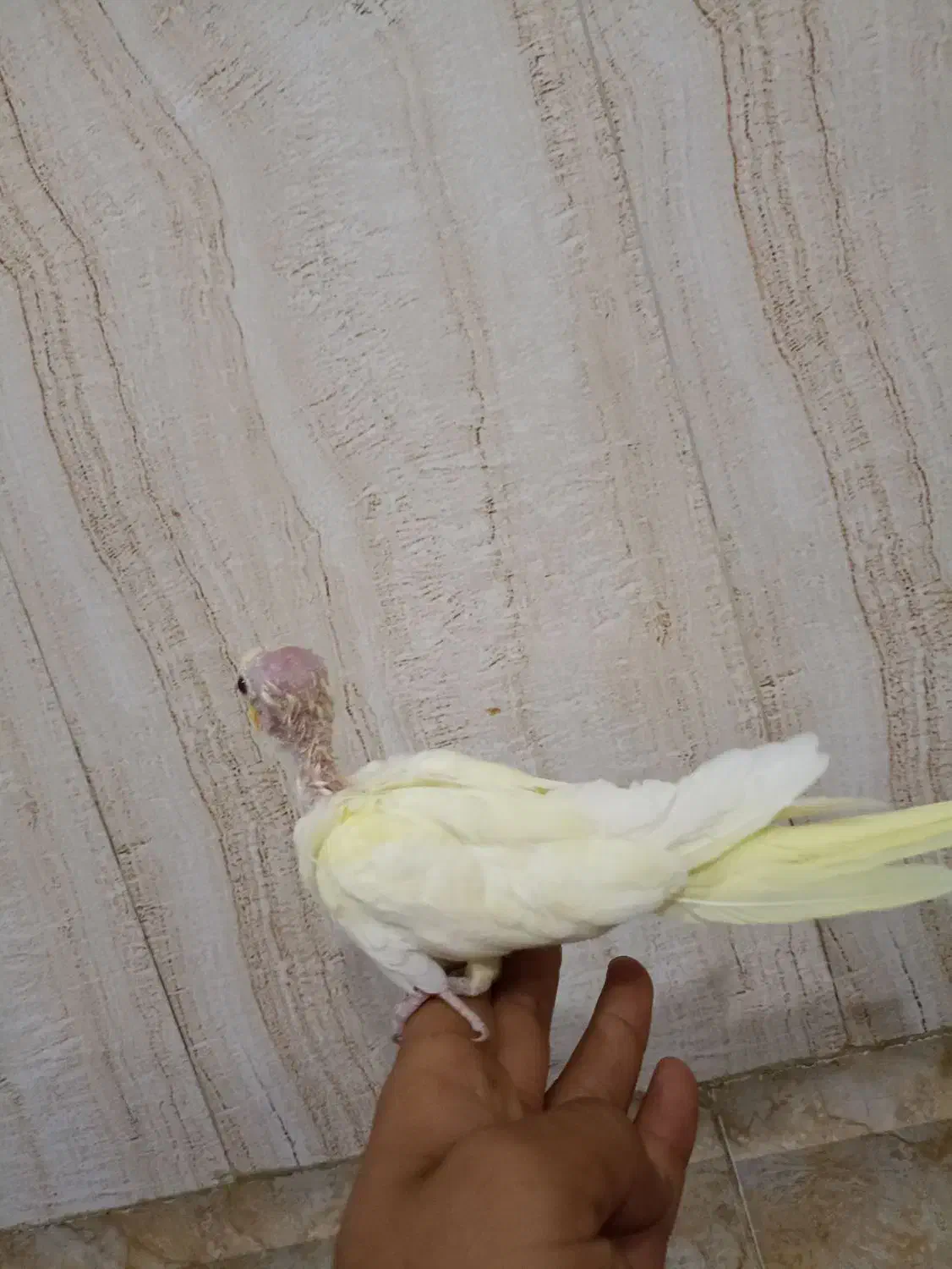 عروس هلندی دستی|پرنده|مرند, |دیوار