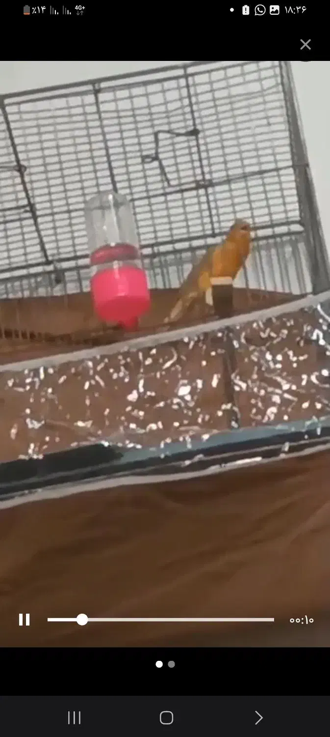 سه عددقناری نربخون|پرنده|گلزار, |دیوار