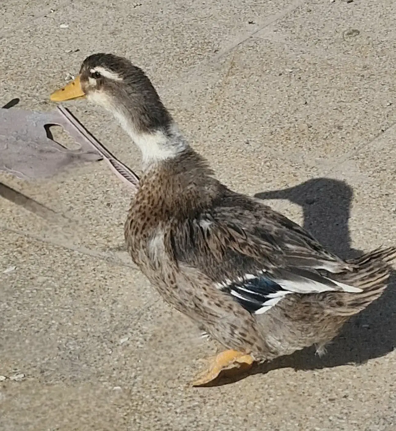 اردک جوان زیبا و سالم|حیوانات مزرعه|خمینیشهر, |دیوار