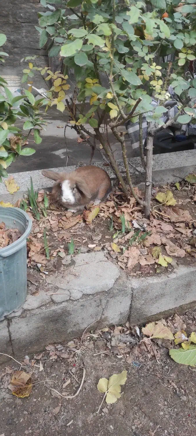 خرگوش لوپ|موش و خرگوش|میاندوآب, |دیوار