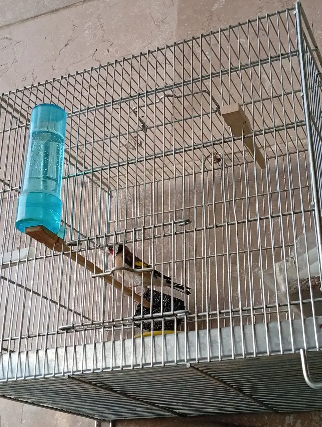 سهره|پرنده|گلستان (تهران), |دیوار